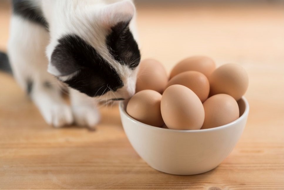 Må katte spise æg?