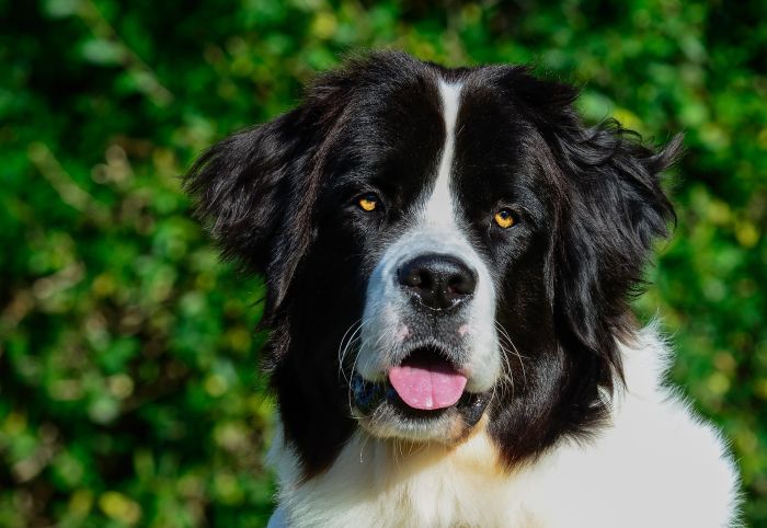 Landseer hvalp.
