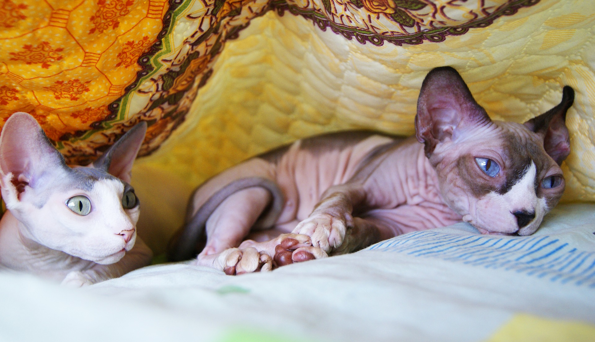 Sphynx-katte er meget legesyge og elsker at lege.