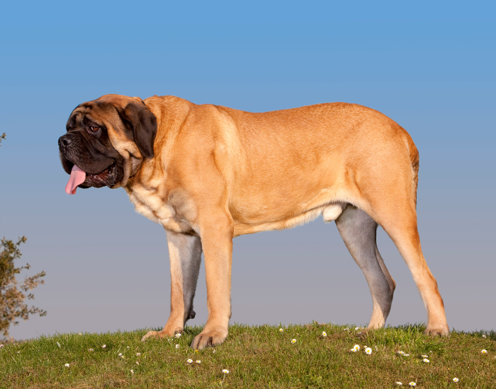 Udseende af Mastiff.