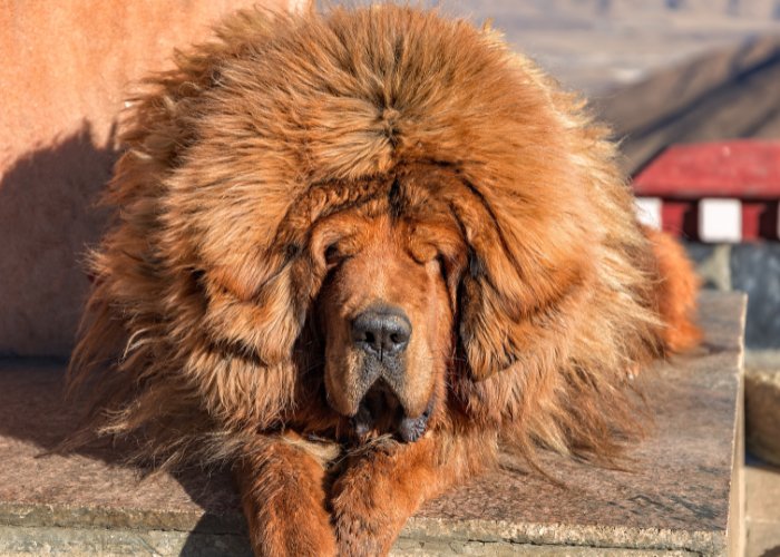 Rød Tibetansk Mastiff.