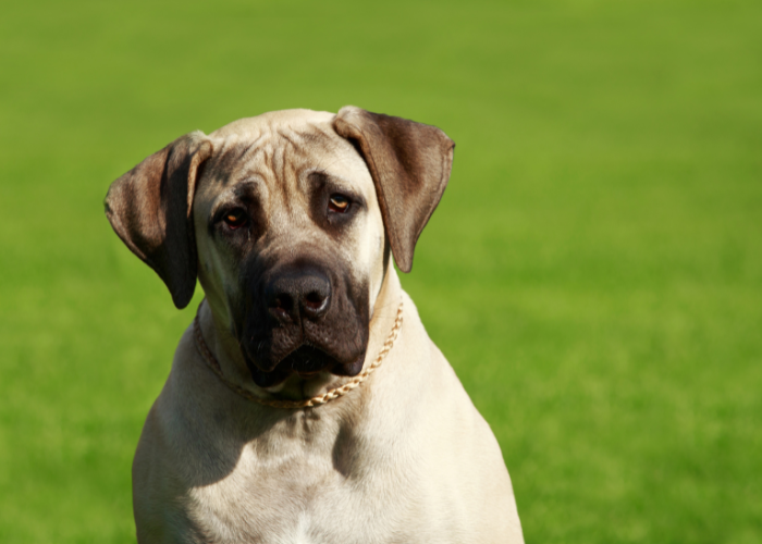 Den voksne mastiff.