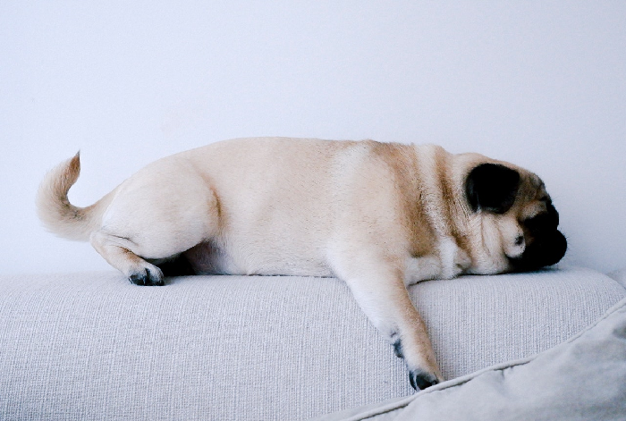 Mopshund ligger på sofaen.