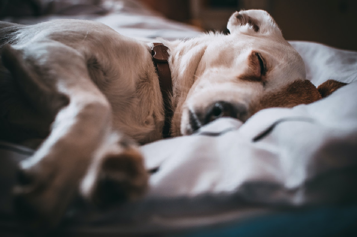 Hunden sover i sengen.