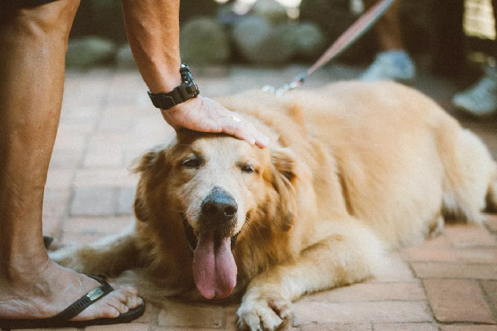 Fettleibiger Labrador.