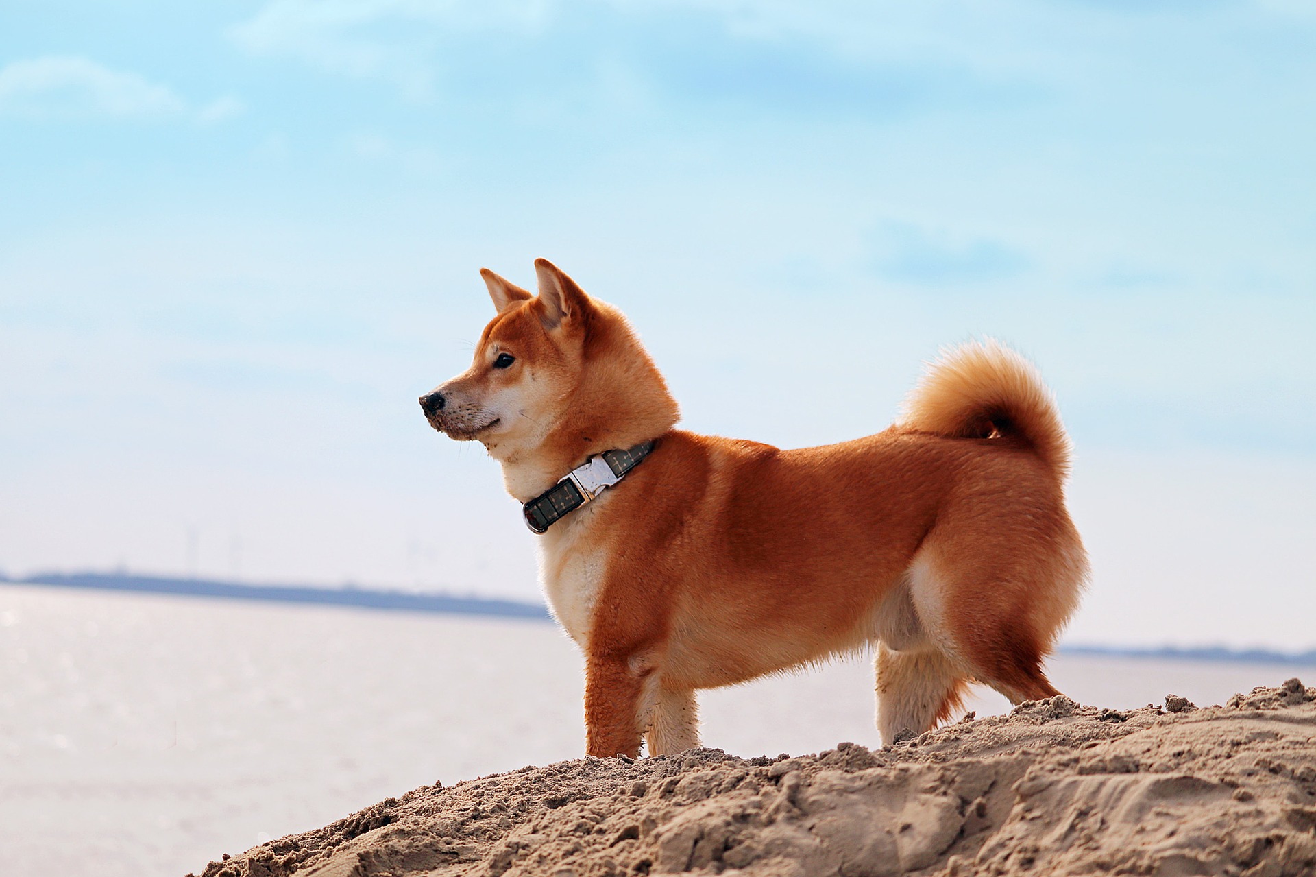Shiba inu er meget kloge og vedholdende i deres handlinger. De nyder at løse gåder og deltage i træning.
