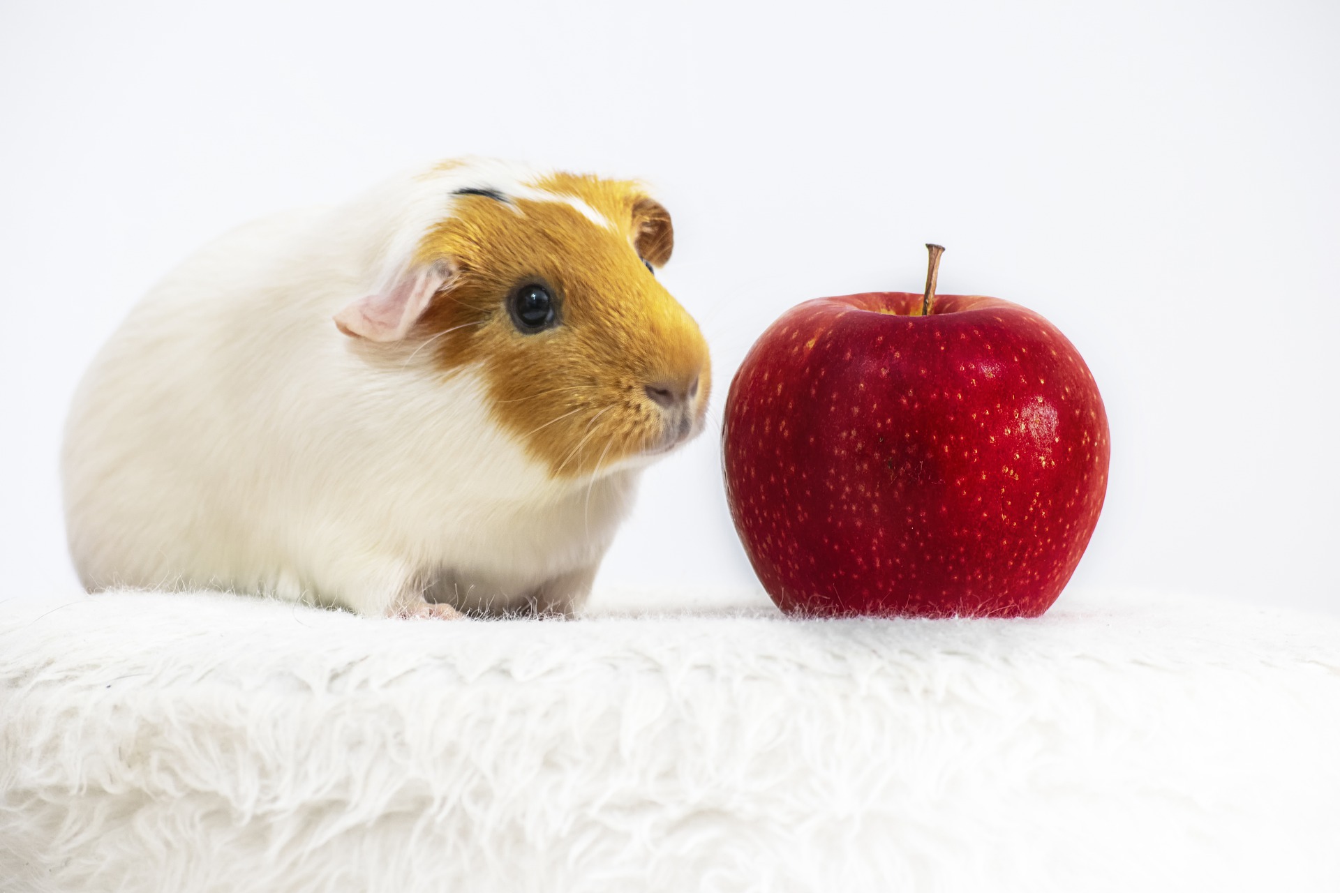 Kost til marsvin bør være rig på vitamin C-rige fødevarer, da dyrets krop ikke kan producere dette selv.