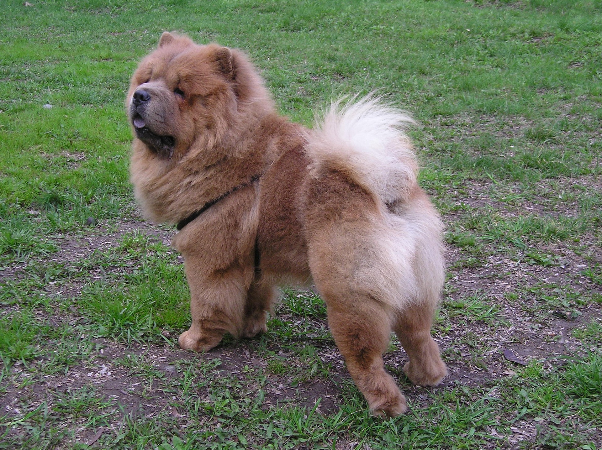 Chow-Chow har en meget krævende pels. Den skal børstes og strigles næsten dagligt.