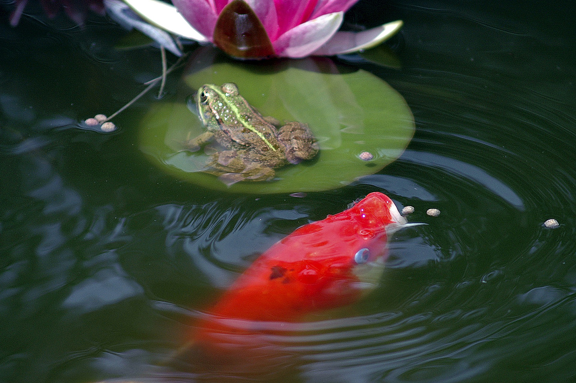 Du kan lade fisk svømme i dammen, f.eks. koi-karper, solfisk, rosetter og plante smukke planter, f.eks. gule iris eller vandhyacinter. Den kan også udstyres med fontæner, der sprøjter vand.