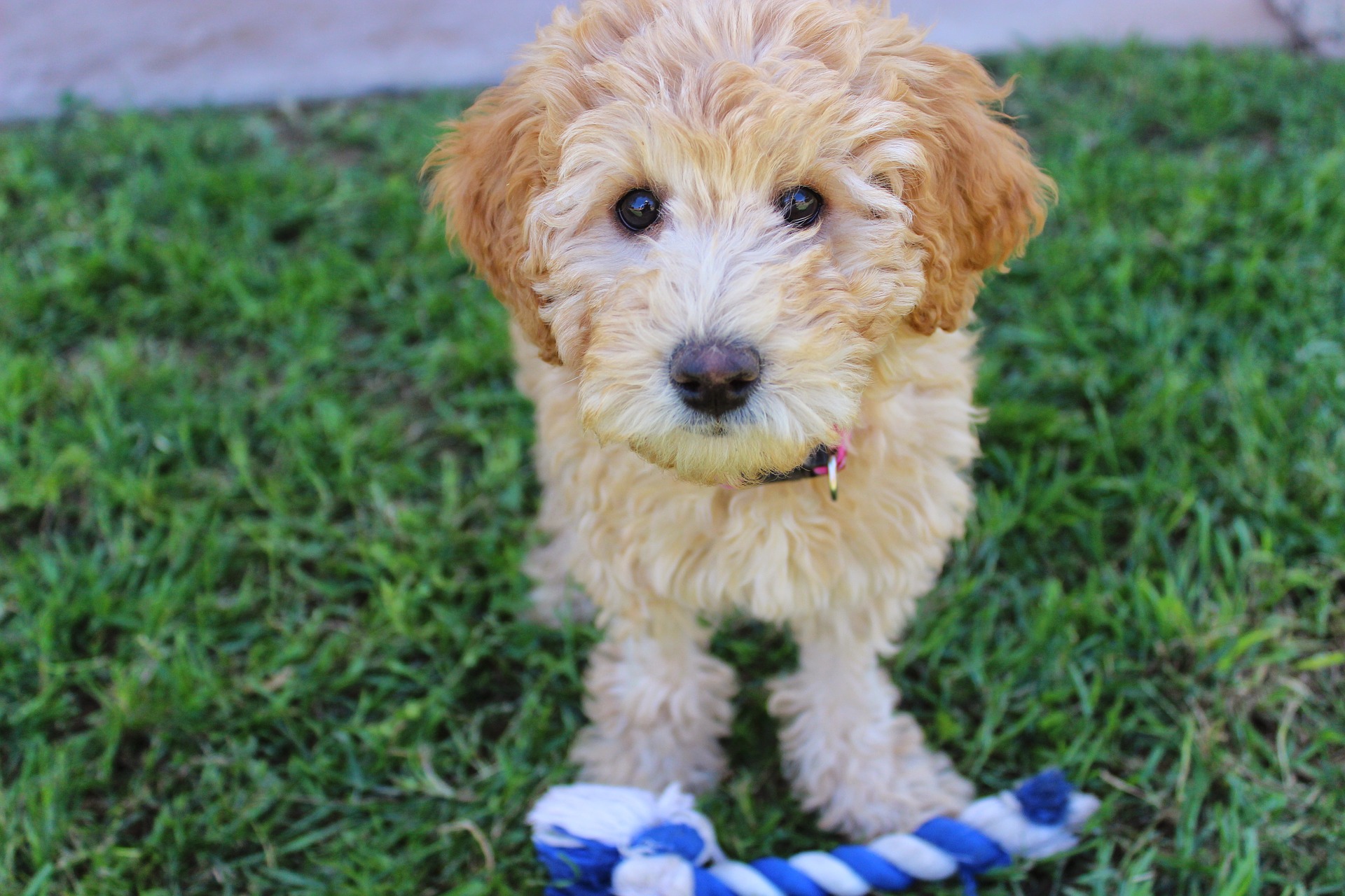 I modsætning til en falsk antagelse er Labradoodles ikke allergivenlige hunde. Det er ikke pelsarten, der forårsager allergi, men spyt og dyreudskillelser. Før man køber en hund, bør man altid tjekke, hvordan man reagerer på den.