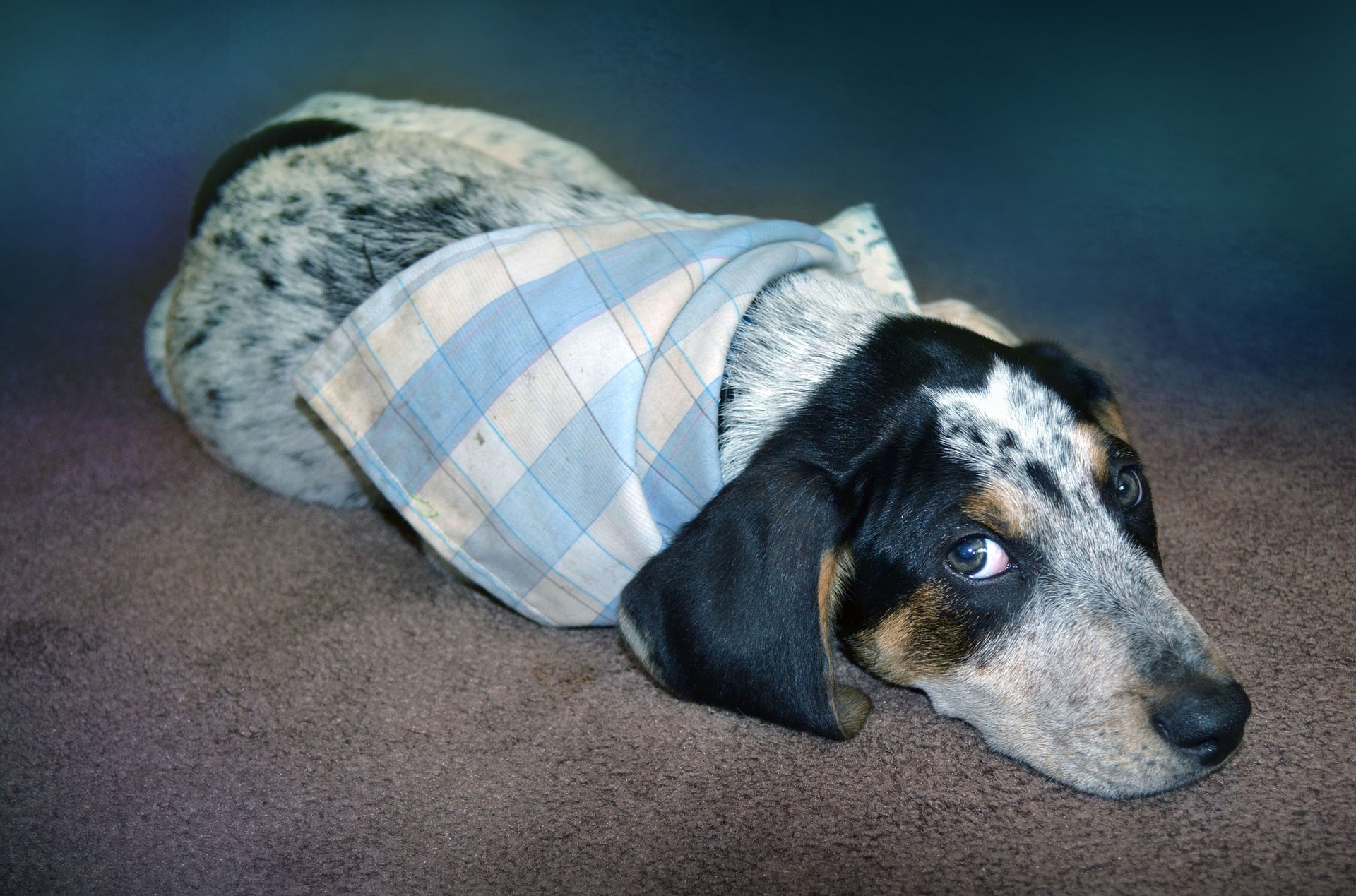 Hoste hos en hund er det mest almindelige symptom på en luftvejsinfektion - fra forkølelse til tracheitis eller bronkitis og lungebetændelse.