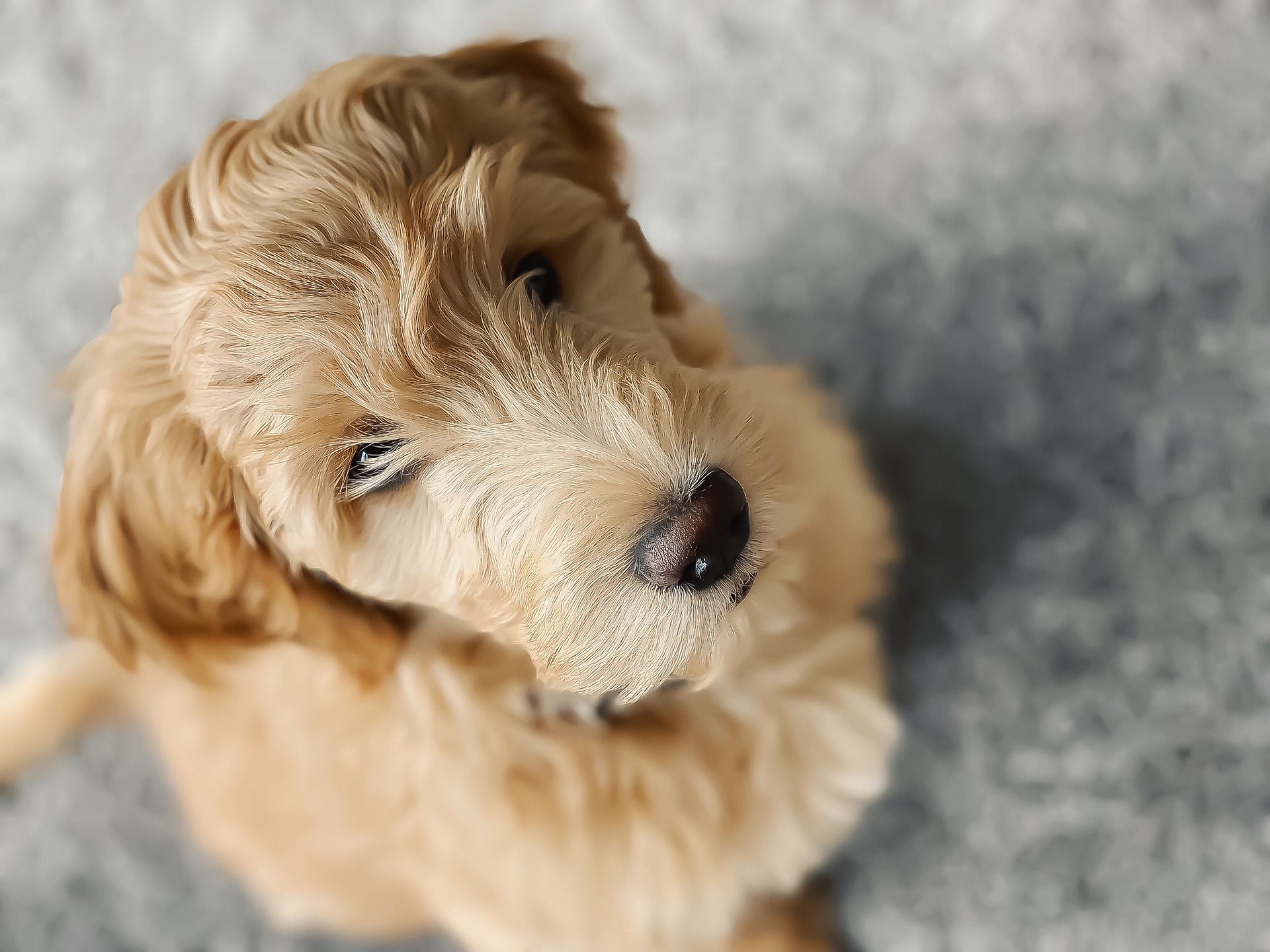 Goldendoodles snude ligner en teddy-bjørn, den sorte næse og øjnene skiller sig ud fra den krøllede pels. Goldendoodles søde udseende er en fordel, men det medfører også mange problemer - det er vigtigt at huske, at han stadig er en hund og har artspecifikke behov - han er ikke et maskot.