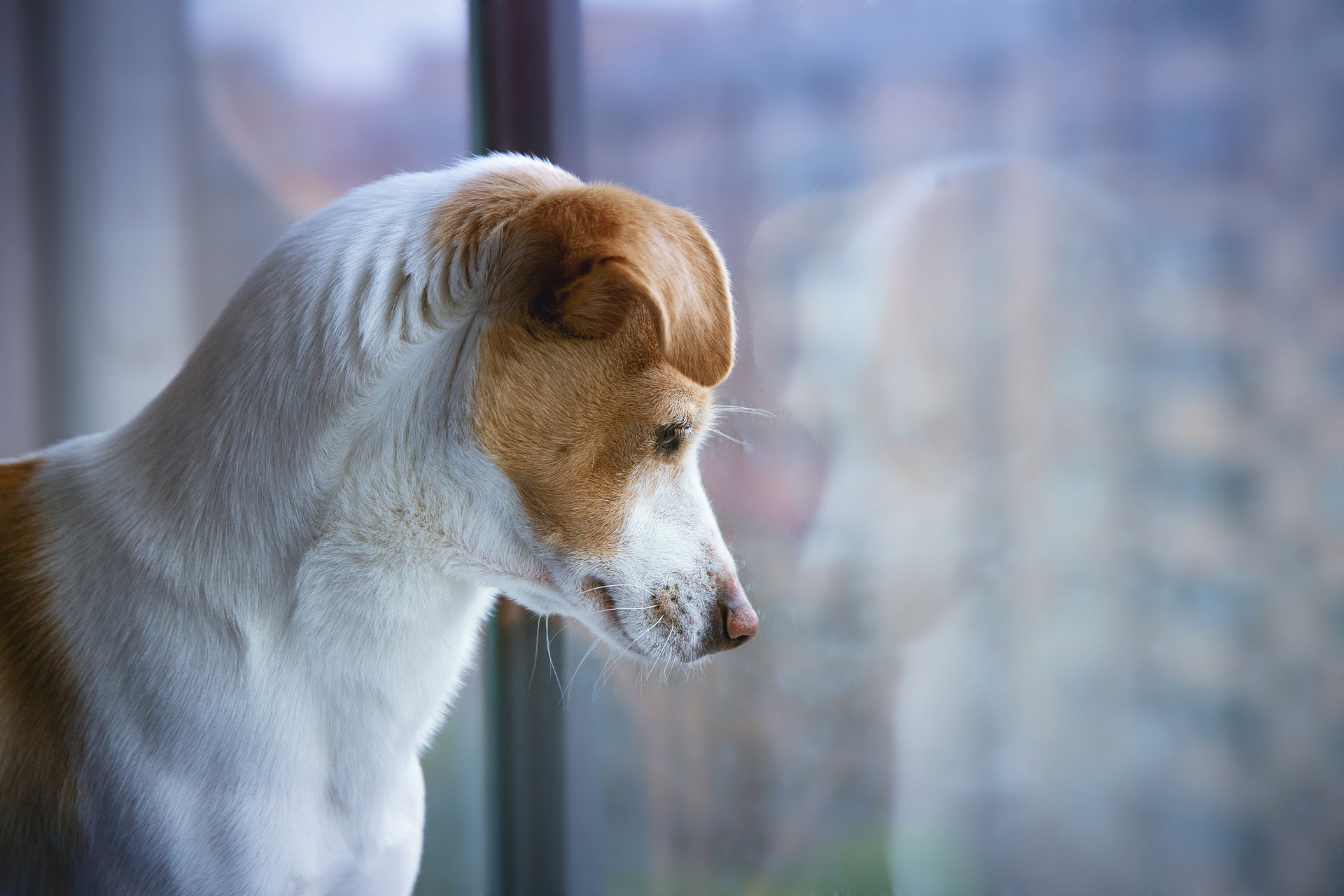 Opdragelsen af en hund bør primært baseres på positiv forstærkning. Aversive metoder og skældud af hunden anbefales ikke.
