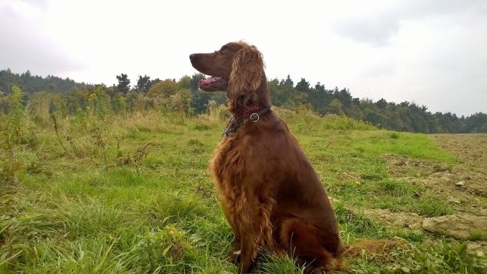 Irish Setter ved solnedgang