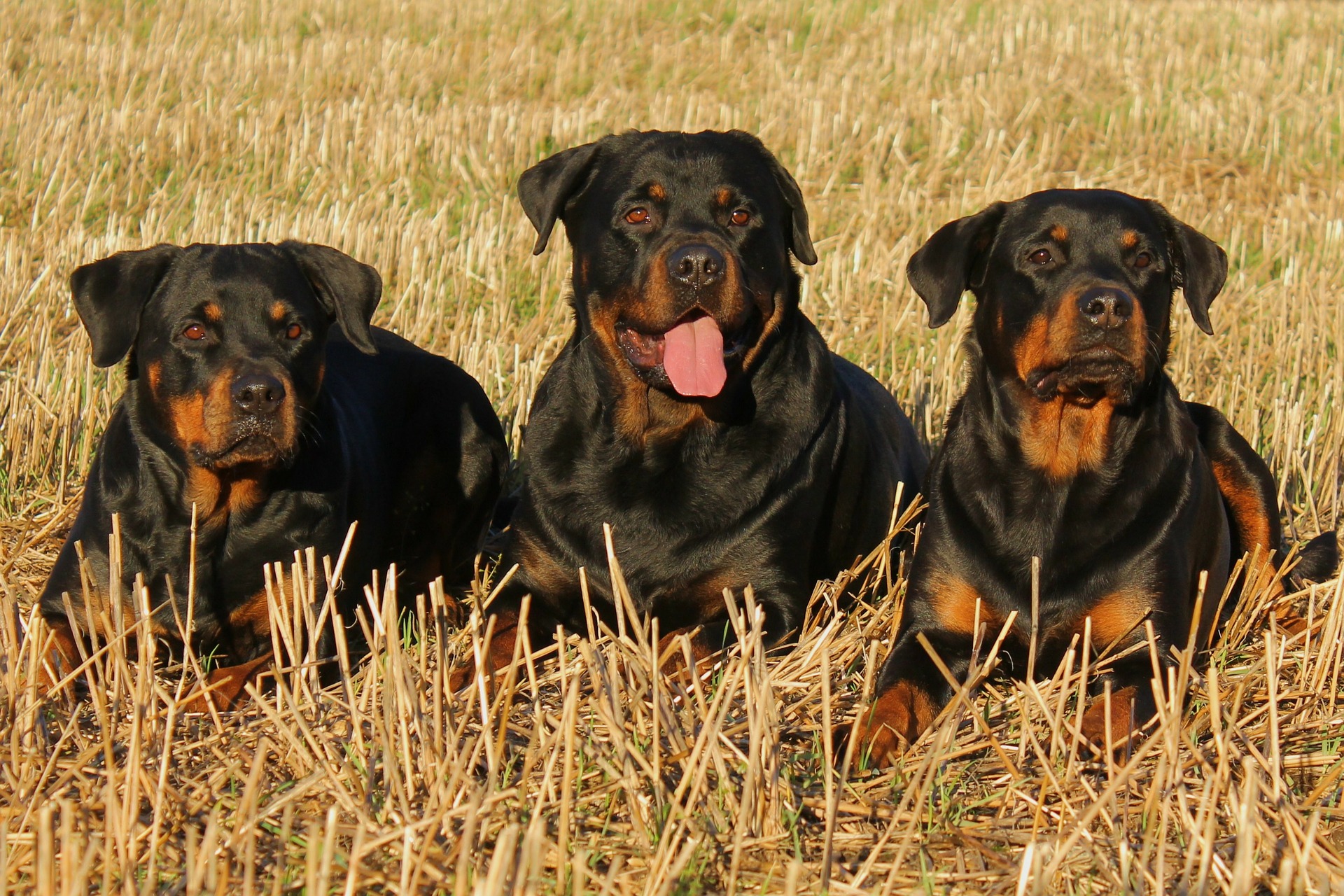 Ved dårlig ernæring har Rottweilere en tendens til overvægt og dermed til overvægt. Hunde af denne race har brug for en stor portion motion.