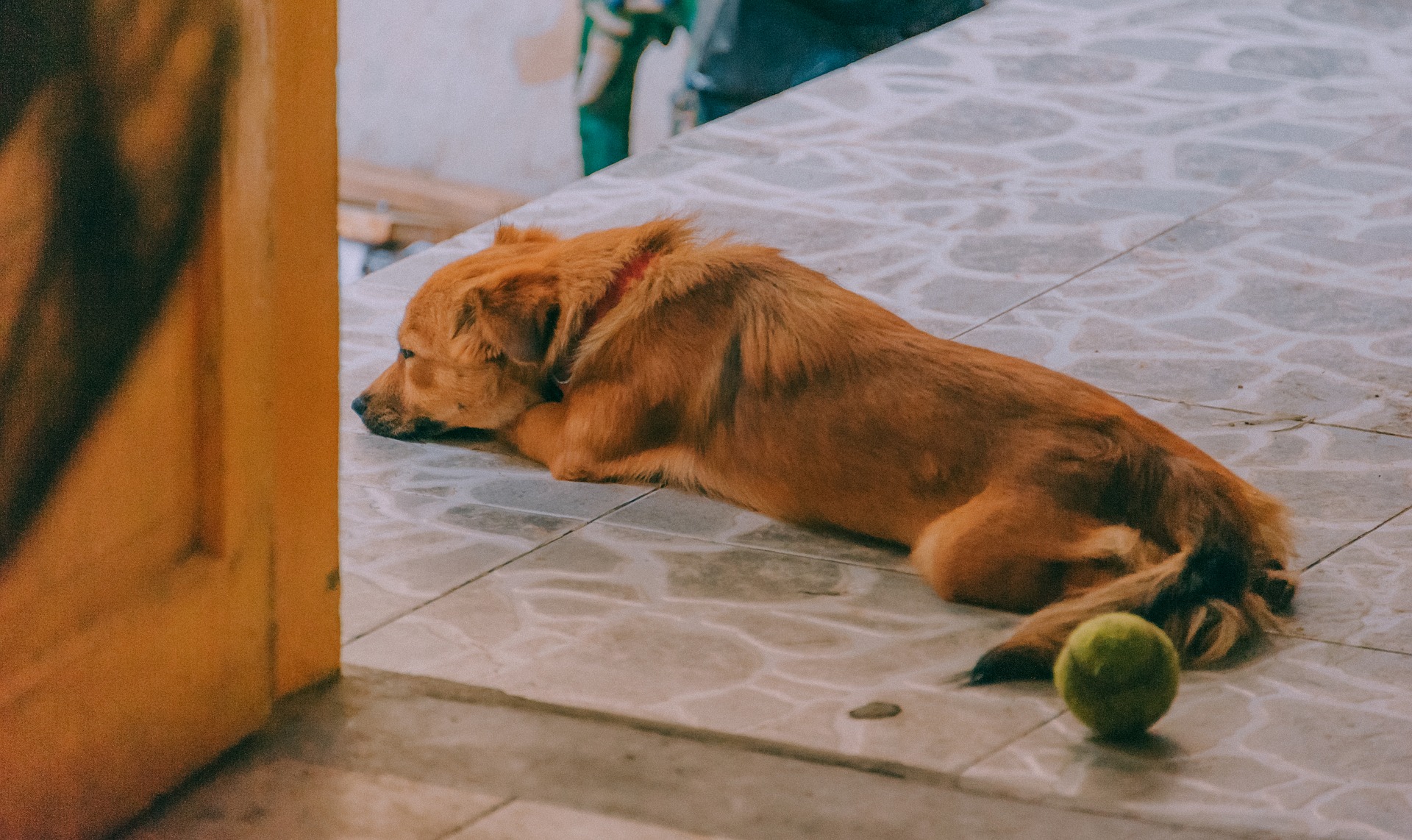 De mest almindelige årsager til hoste hos en hund er forkølelser og betændelse i de øvre luftveje. Dette sker - ligesom hos mennesker - ved at blive gennemblødt og nedkølet, hvilket muliggør væksten af patogene mikroorganismer.