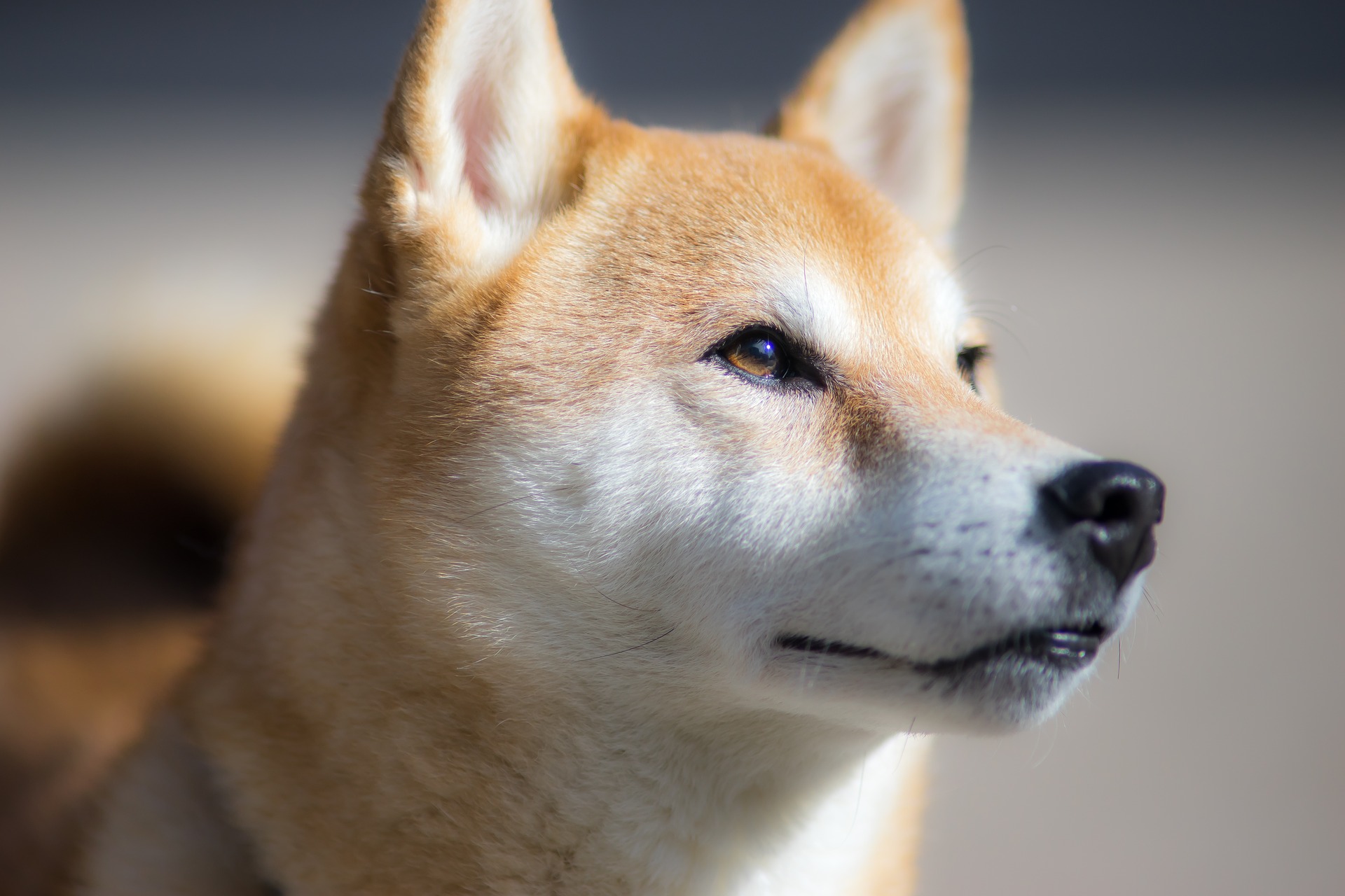 Shiba Inu har ikke en særlig disposition for sygdomme og nyder generelt god sundhed og fitness indtil høj alder.