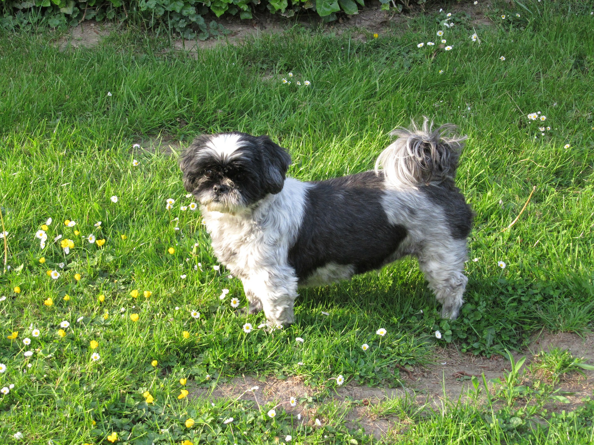 Shih Tzu tilhører de små hunderacer med en lang og tæt pels. På grund af deres kranietstruktur er de meget udsatte for tandsten, tårekanalproblemer og åndedrætsproblemer.