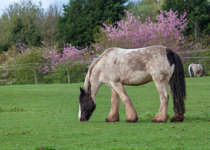 Shire Horse på marken