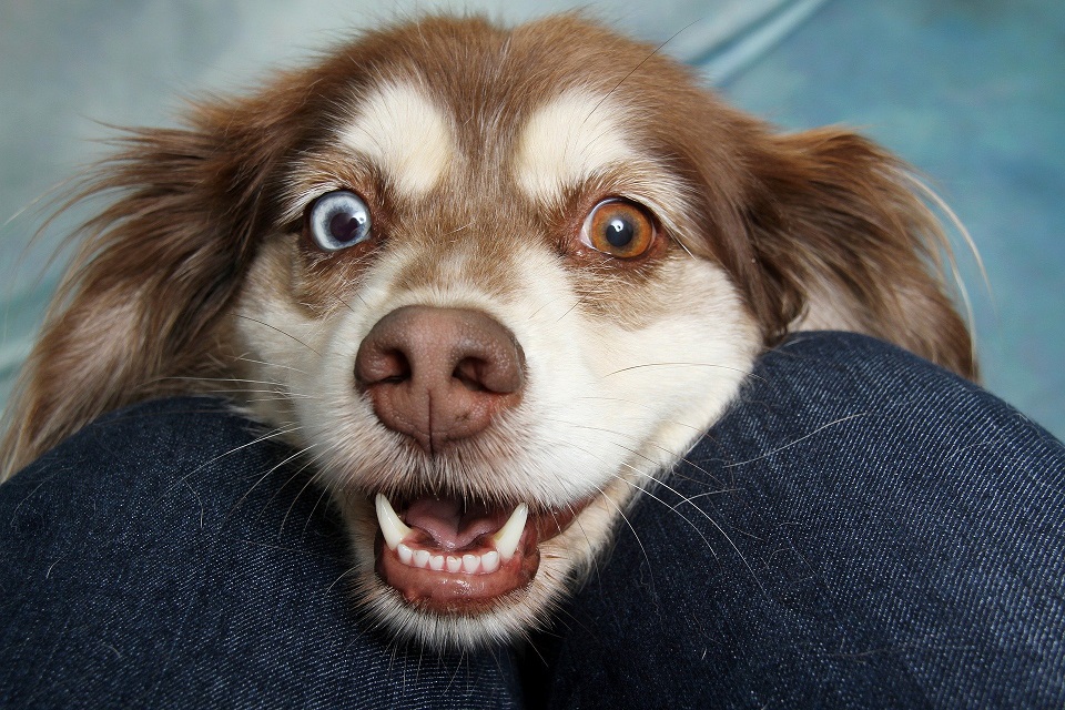 Hvordan ser din hund?