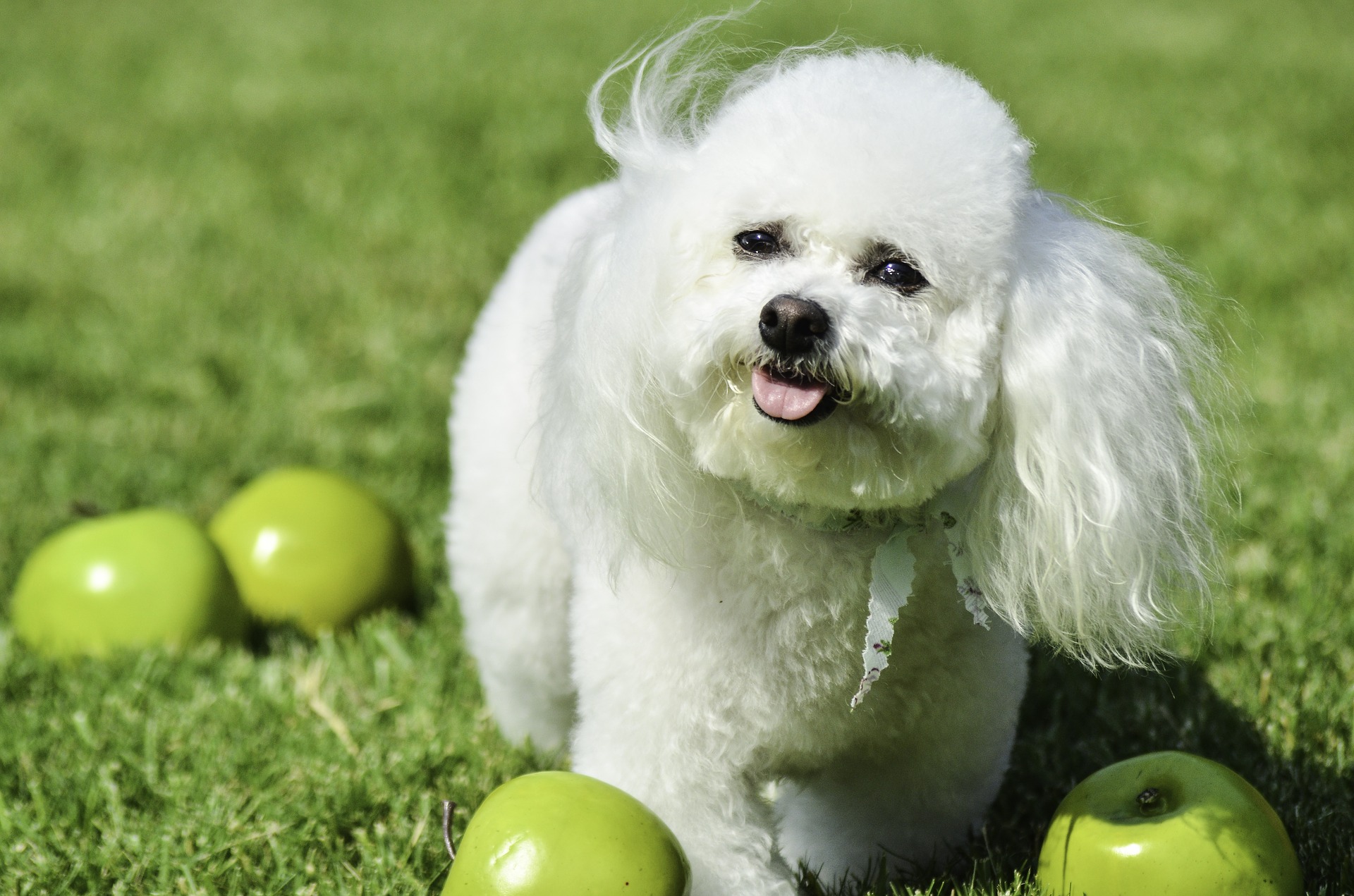 Bichon frise er en krævende hund, hvad angår sin pels. Hunde af denne race skal regelmæssigt børstes og bades for at undgå knuder eller misfarvninger.