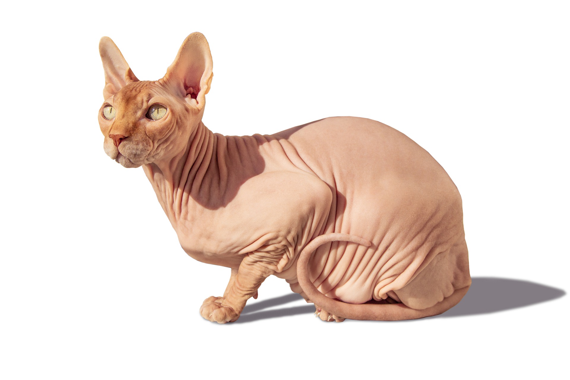 Sphynx-katte er hårløse, deres vibrissae er forkortede og ofte rullede, en lille mængde kropshår er acceptabelt - omkring ørerne, poter og snude.