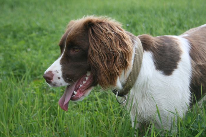 Springer Spaniel på græsset.