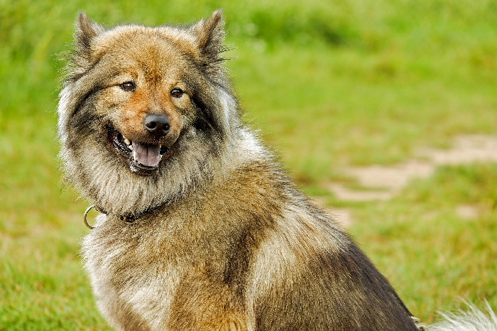 Piggede halsbånd til en hund - alt om et halsbånd.
