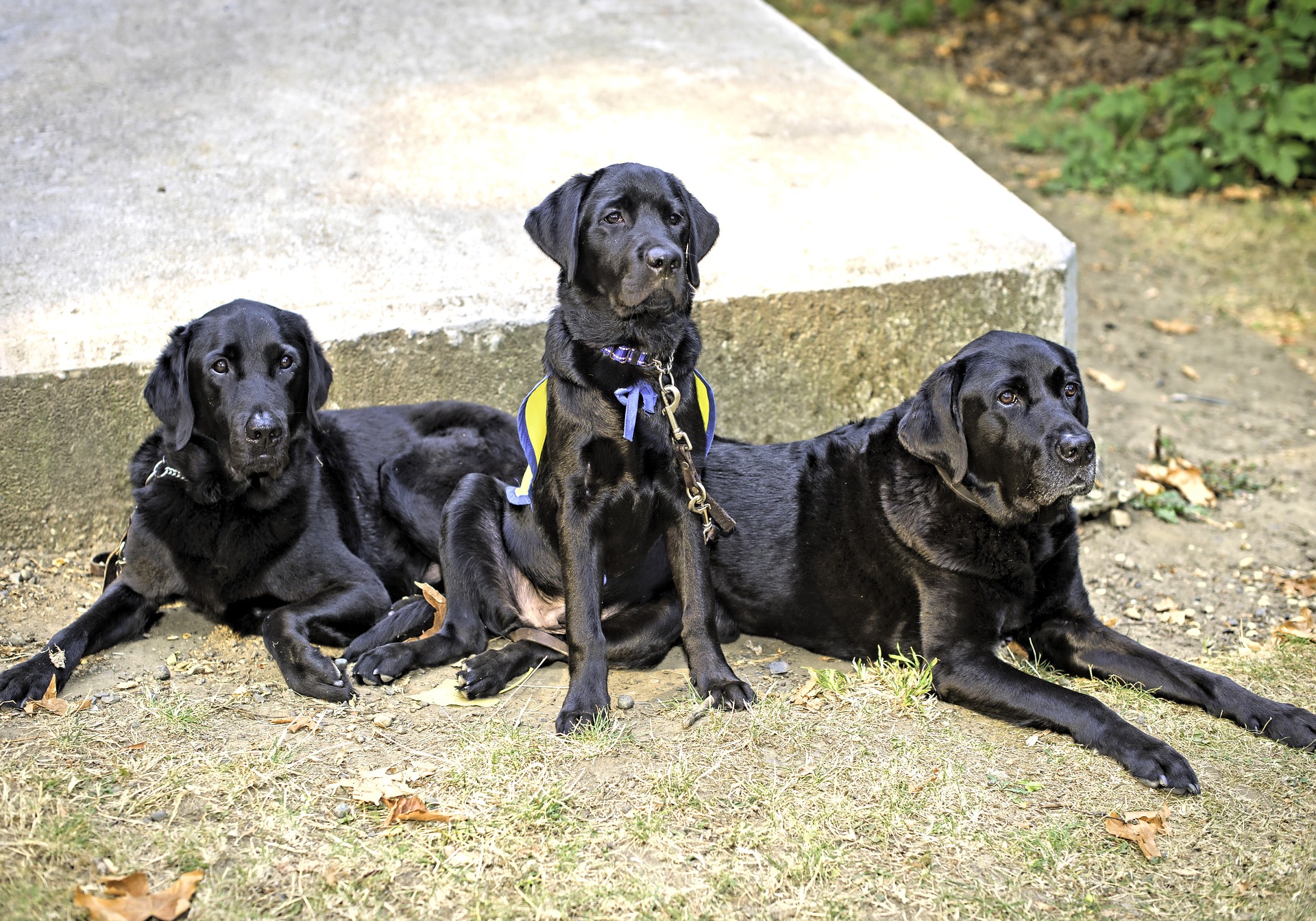 Labradorer findes i tre farvevarianter - biscuit, ensfarvet sort og brun. Deres pels er ikke krævende, de skal kun børstes lejlighedsvis og fjernes for døde hår. Labradorer har en vandtæt underuld.