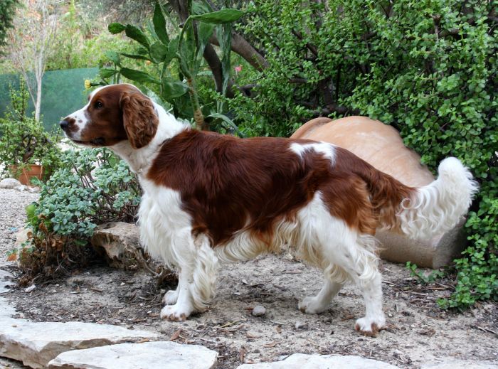 Springer Spaniel i profil.