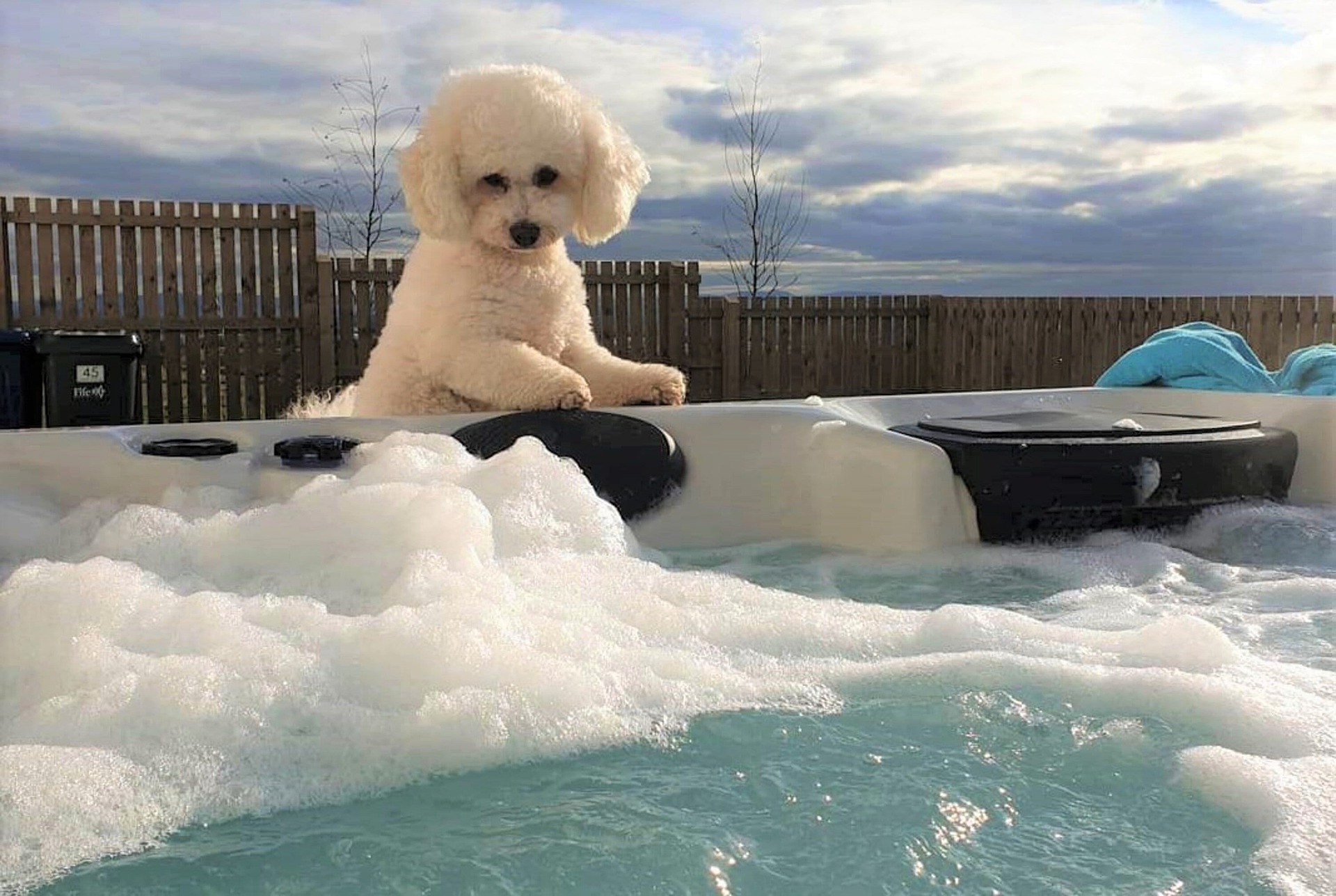 Små og livlige hunde - Bichon frise, de vil trives godt i familier med børn, uanset om det er i en lejlighed eller i et sommerhus.