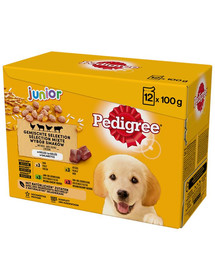 PEDIGREE Pedigree Junior in Gelee 12x100g