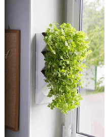 AQUAEL Versa Garden Herbs grüne Wand Pflanzen-Wandmodul