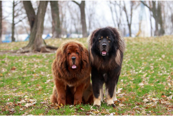 Tibetan Mastiff ist eine erstaunliche Hunderasse.