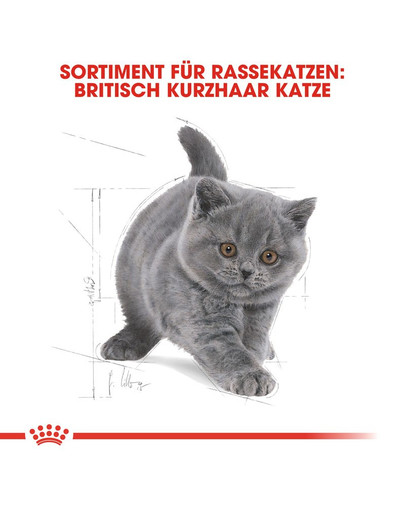 ROYAL CANIN British Shorthair Kittenfutter trocken für BKH Kätzchen 10 kg