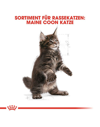 ROYAL CANIN Maine Coon Kittenfutter trocken für Kätzchen 400 g