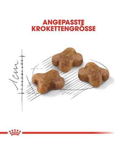 ROYAL CANIN KITTEN Trockenfutter für Kätzchen 10 kg