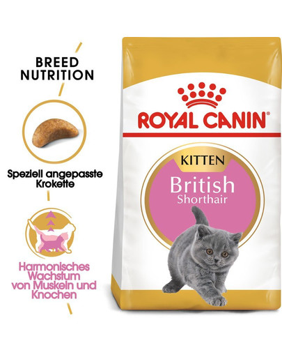 ROYAL CANIN British Shorthair Kittenfutter trocken für BKH Kätzchen 20 kg (2 x 10 kg)