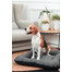 FERA Sky Pontoon Hundebett dunkelgrau M 82 x 57 cm