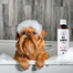PETS Shampoo Aloe Vera Anti-Schuppen-Shampoo 250 ml