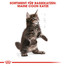 ROYAL CANIN Maine Coon Kittenfutter trocken für Kätzchen 400 g