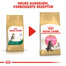 ROYAL CANIN Maine Coon Kittenfutter trocken für Kätzchen 4 kg