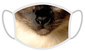 FERA Schutzmaske Siamkatze
